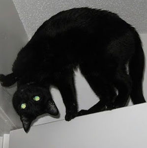 Meet your Posher, Miranda ortiz